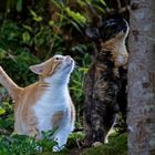 Zwei katzen beobachten einen Vogel