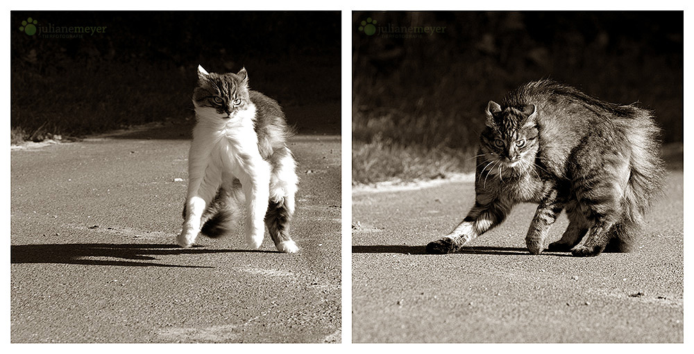 Zwei Katzen, eine Sprache