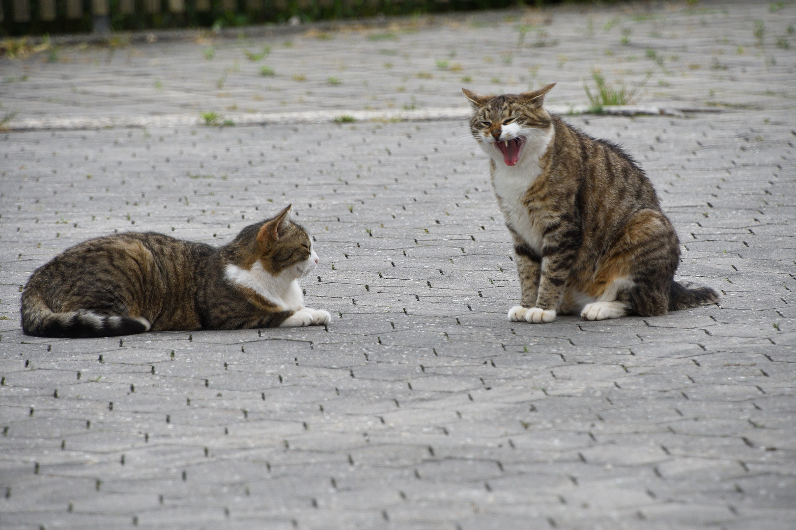 Zwei Katzen im Schlaf beziehungsweise Gähnmodus.