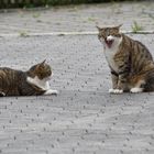 Zwei Katzen im Schlaf beziehungsweise Gähnmodus.