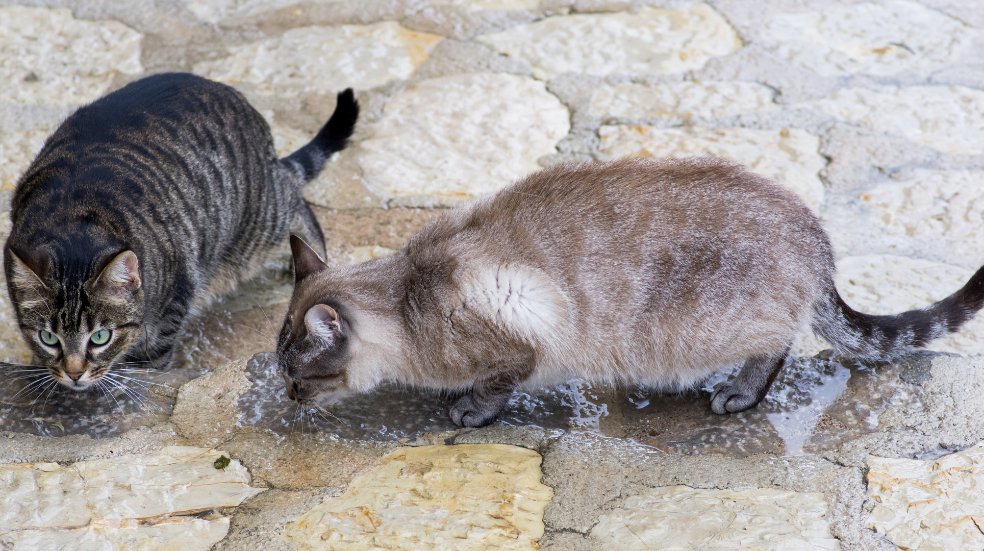 Zwei Katzenfreunde