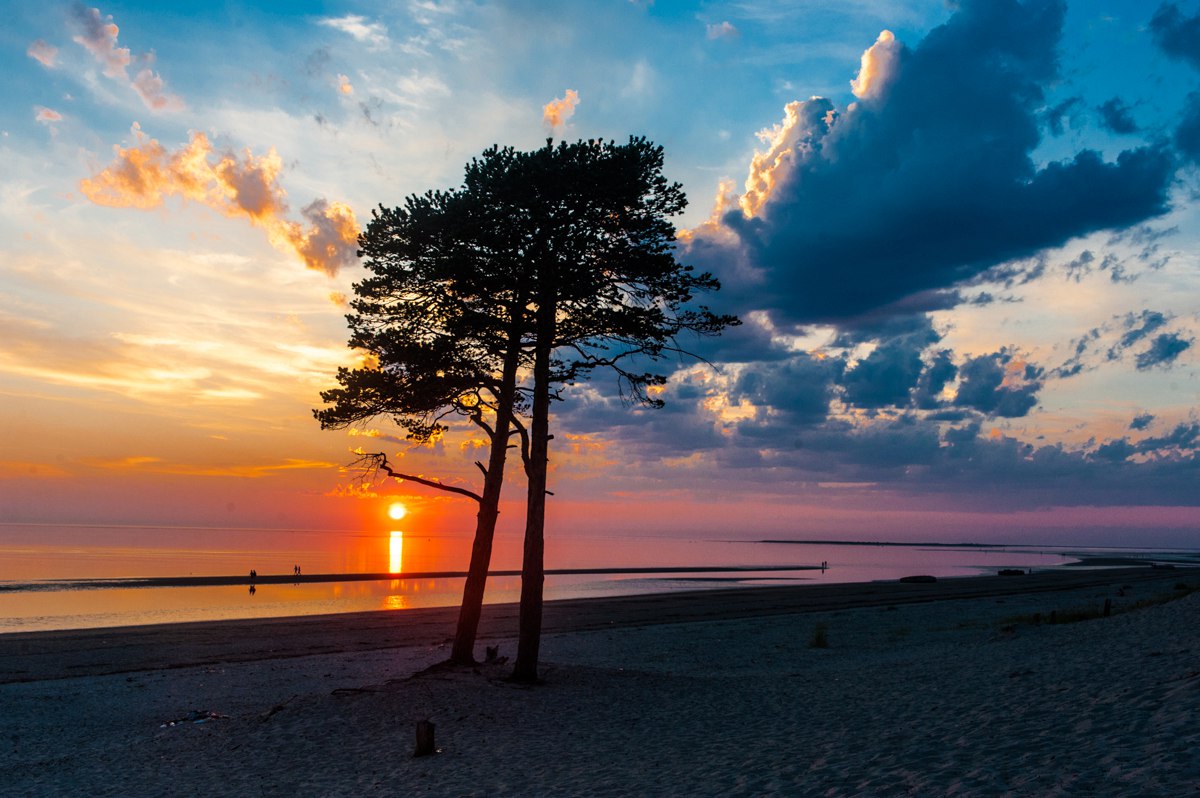 Zwei Kiefern bewundern den Sunset