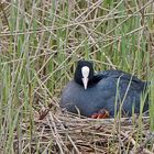 zwei kleine Blässhühner schauen schon neugierig aus dem Nest