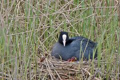 zwei kleine Blässhühner schauen schon neugierig aus dem Nest