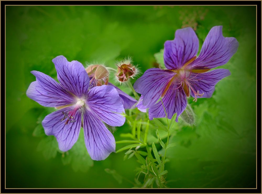 Zwei kleine Blümchen 