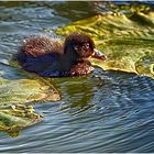 Zwei kleine Entchen ... - Deux p'tits canards...