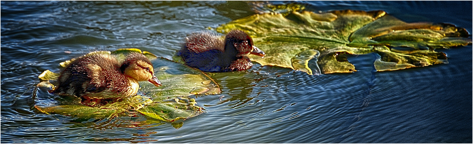 Zwei kleine Entchen ... - Deux p'tits canards...