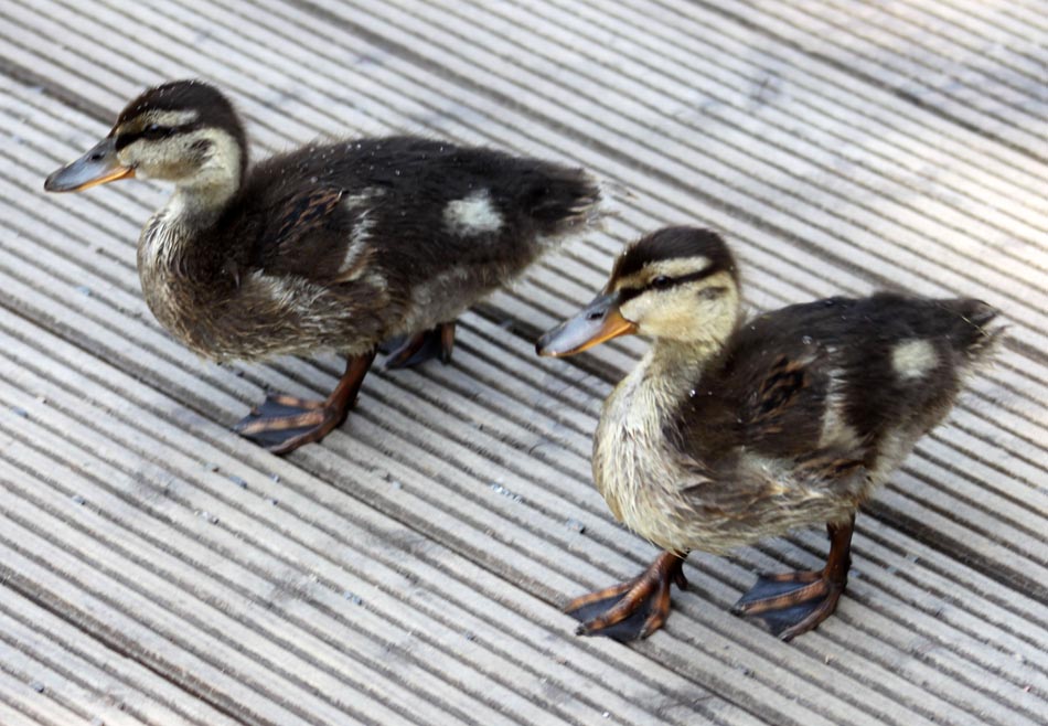 Zwei kleine Enten