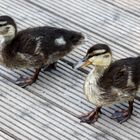 Zwei kleine Enten