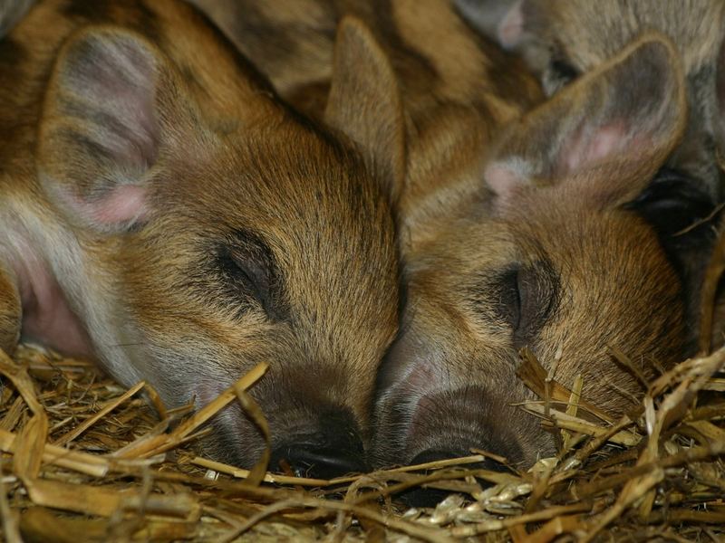 Zwei kleine Ferkel