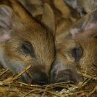 Zwei kleine Ferkel