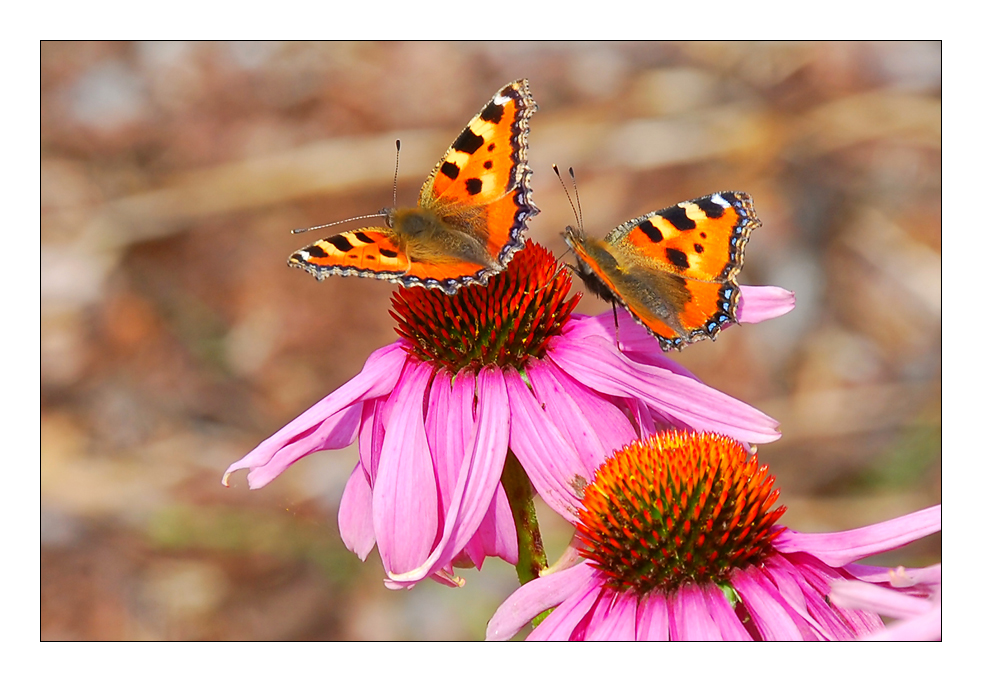 Zwei kleine Füchse mit Sonnenhüten