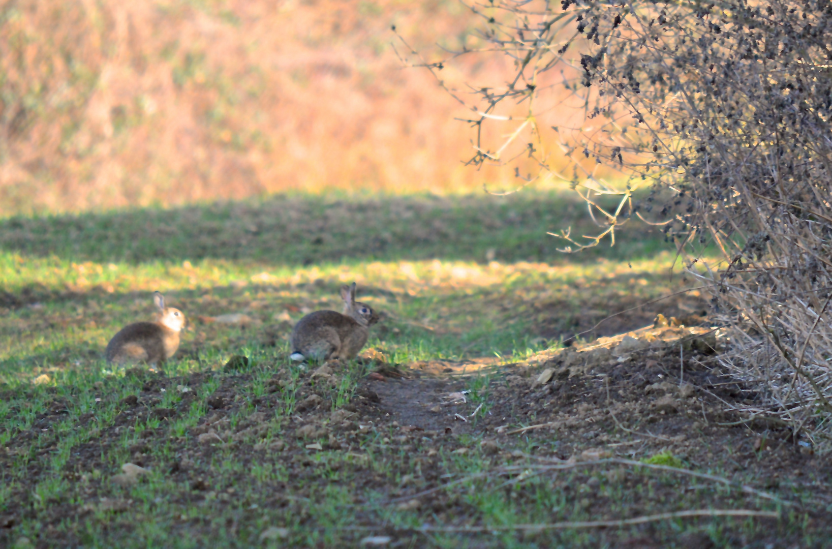 zwei kleine Hasen im Feld