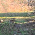 zwei kleine Hasen im Feld