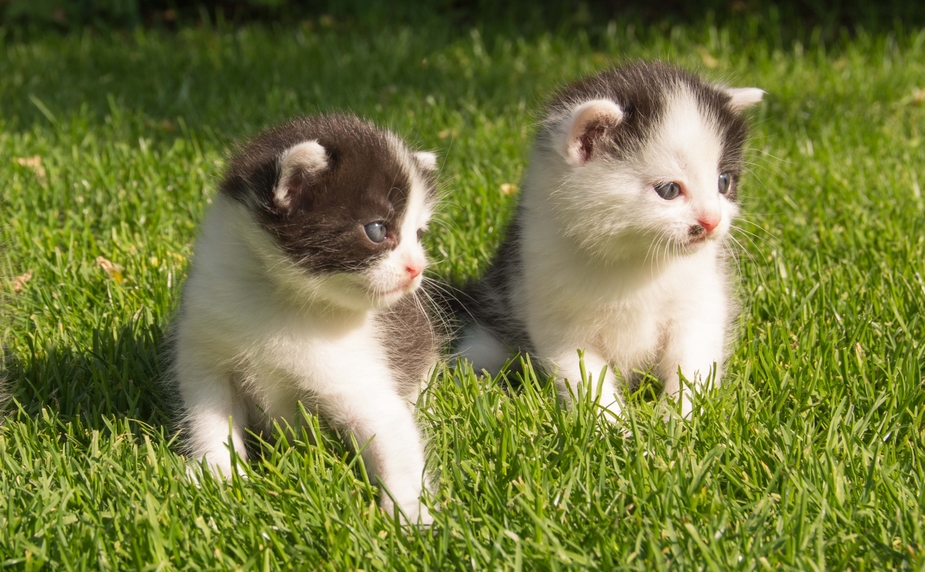 Zwei kleine Katzen