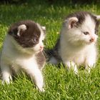 Zwei kleine Katzen