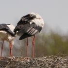 Zwei kleine Köpfe------.