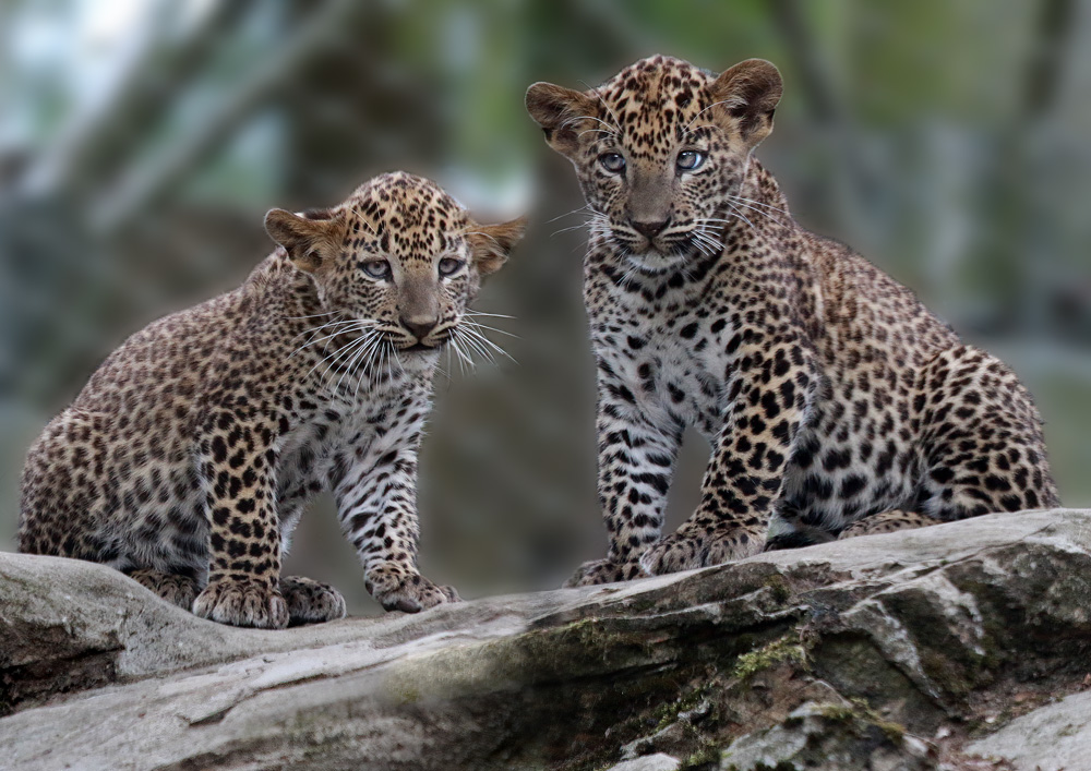 zwei kleine Leoparden