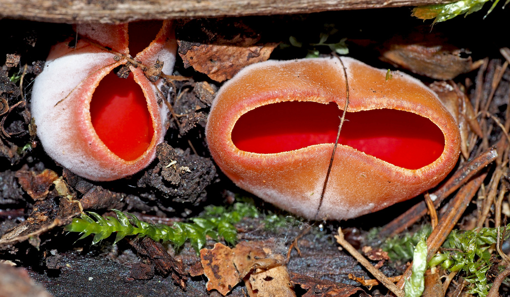 Zwei kleine Lichter, die im dunkeln Wald leuchten ...