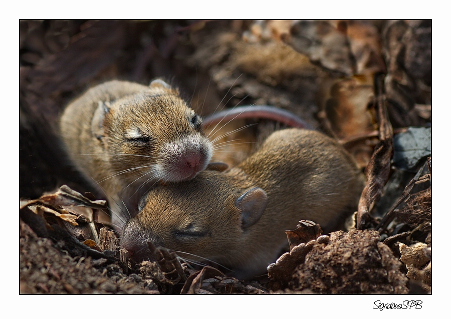 Zwei kleine Mäuse am kuscheln...:-))