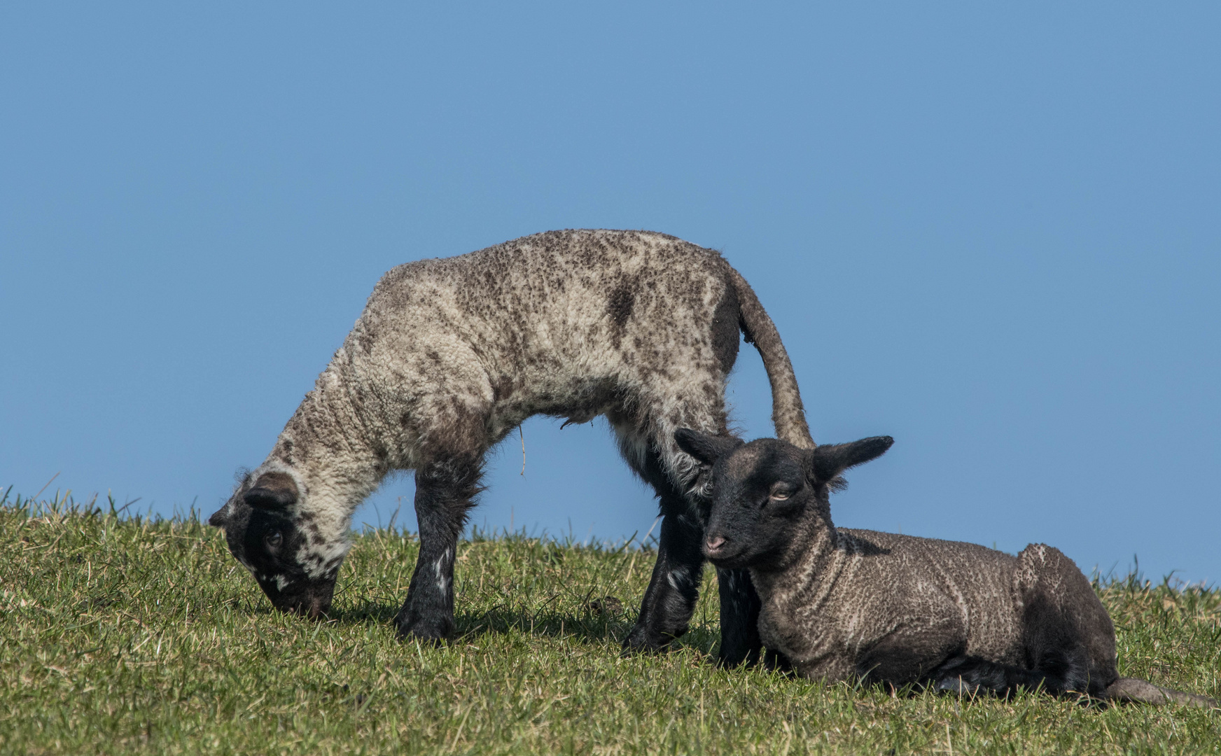 Zwei kleine Osterboten