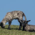 Zwei kleine Osterboten