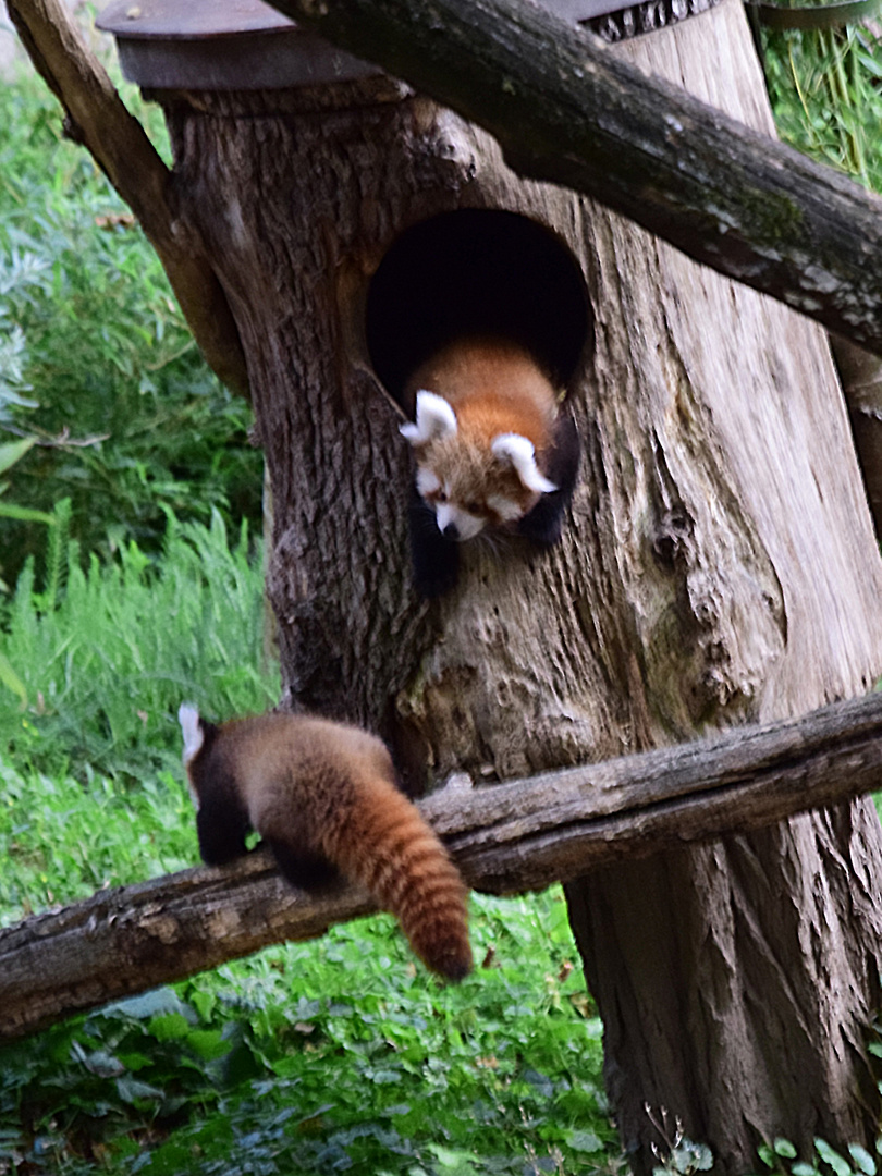 Zwei kleine Pandabären