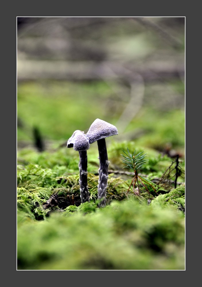 Zwei kleine Pilze stehen im Walde
