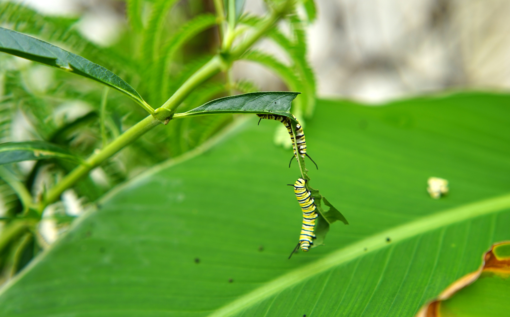 zwei kleine Raupen "Nimmersatt" im Botanischen Garten