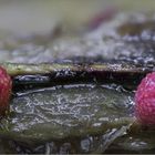 Zwei kleine rote Punkte im Holz..