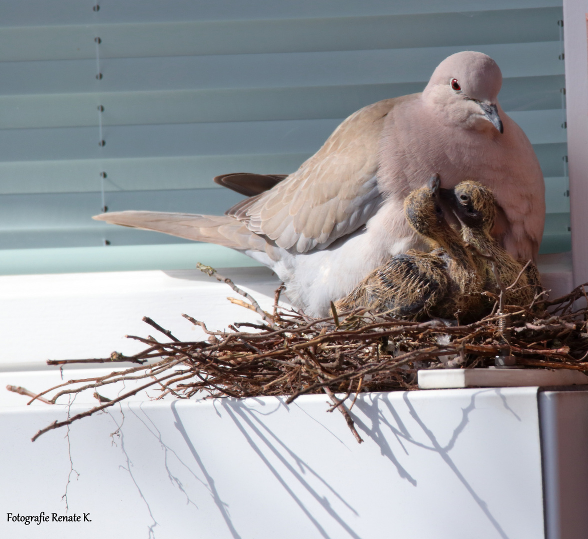 Zwei kleine Täubchen sind nun geschlüpft