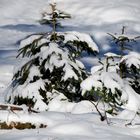 Zwei kleine Tannen im großen Wald