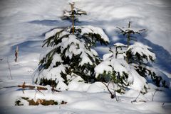 Zwei kleine Tannen im großen Wald