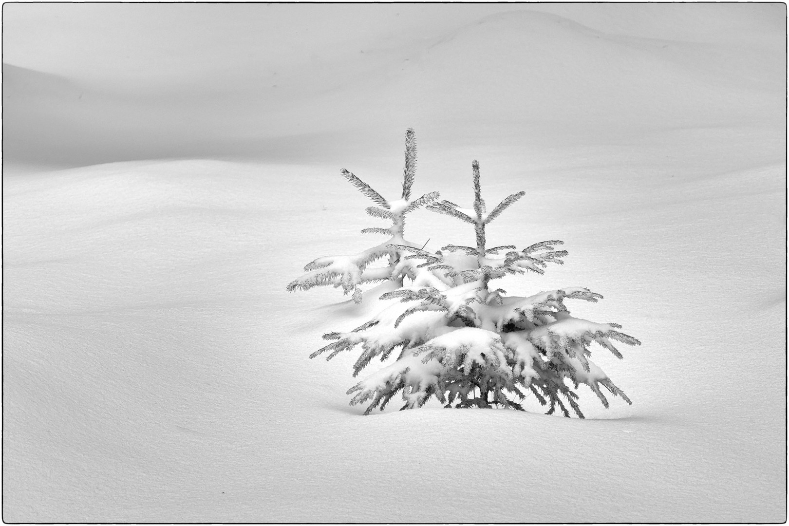 Zwei kleine Tannenbäume im Schnee