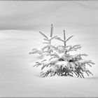 Zwei kleine Tannenbäume im Schnee