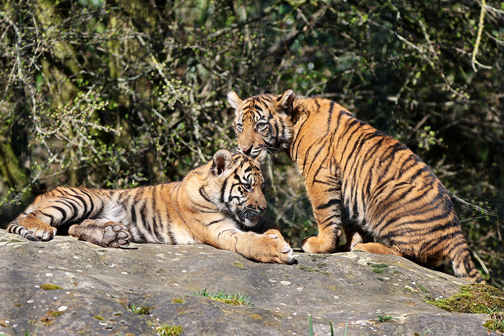 Zwei kleine Tiger