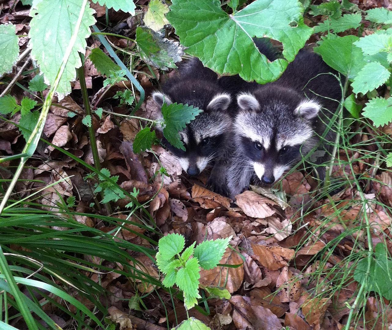 Zwei kleine Waschbären