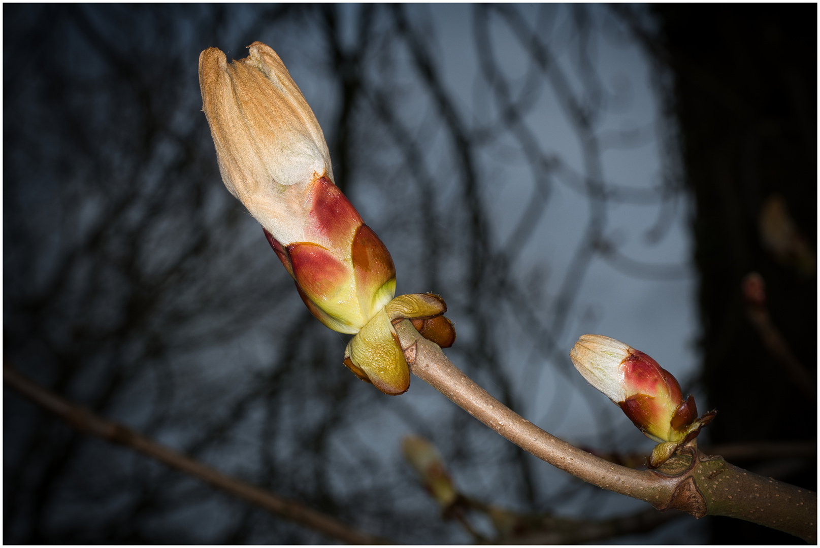 Zwei Knospen