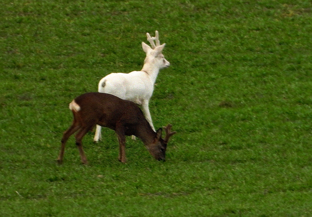 Zwei Könige