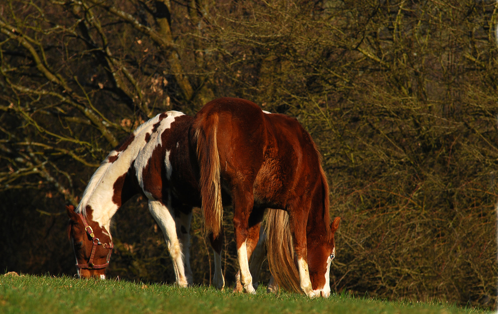 Zwei Köppe und ein Hintern