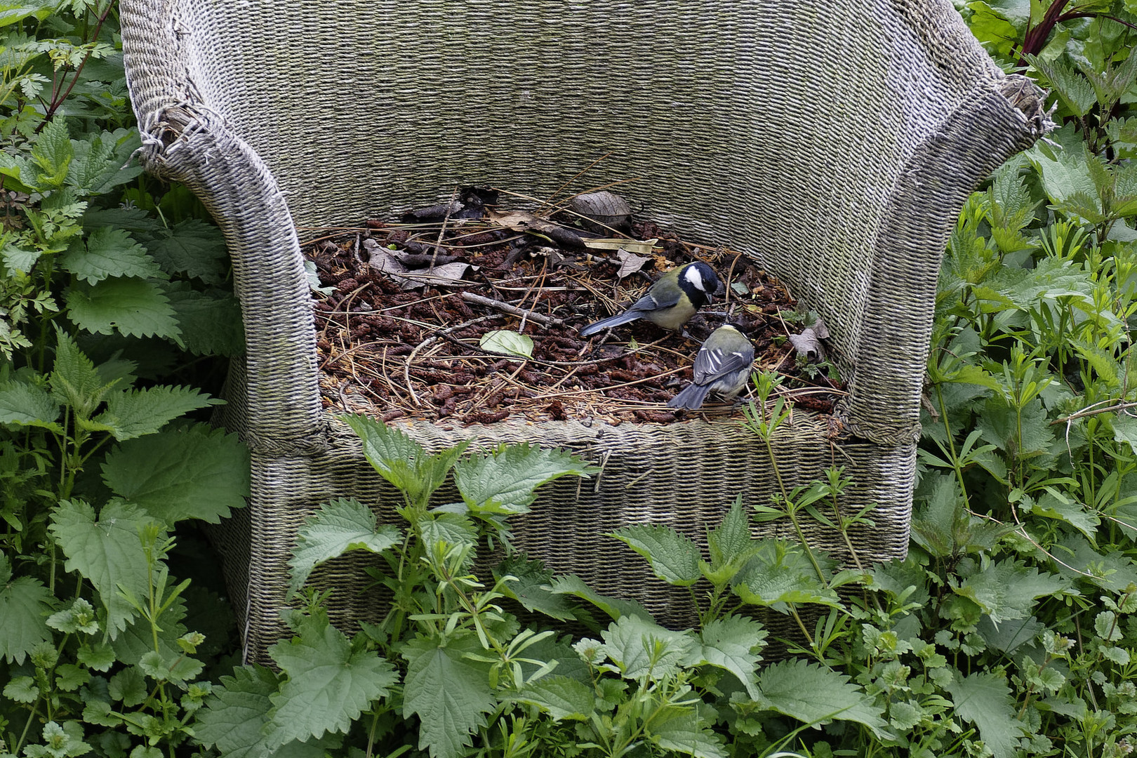 Zwei Kohlmeisen suchen auf einem "Lost Chair" nach Futter