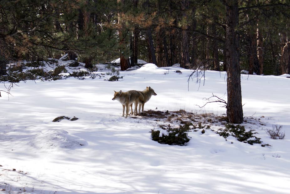 Zwei Kojoten im Rocky Mountain National Park