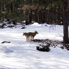 Zwei Kojoten im Rocky Mountain National Park