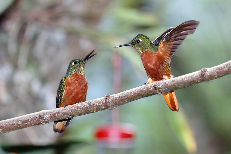 zwei Kolibris