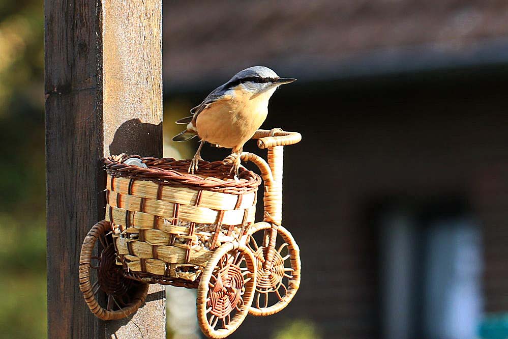 zwei kommen täglich [Kleiber im Garten]