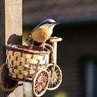 zwei kommen täglich [Kleiber im Garten]