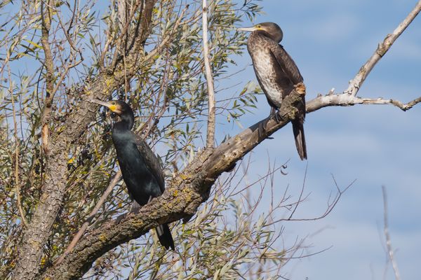 Zwei Kormorane - jünger und älter - auf demselben Weidenast