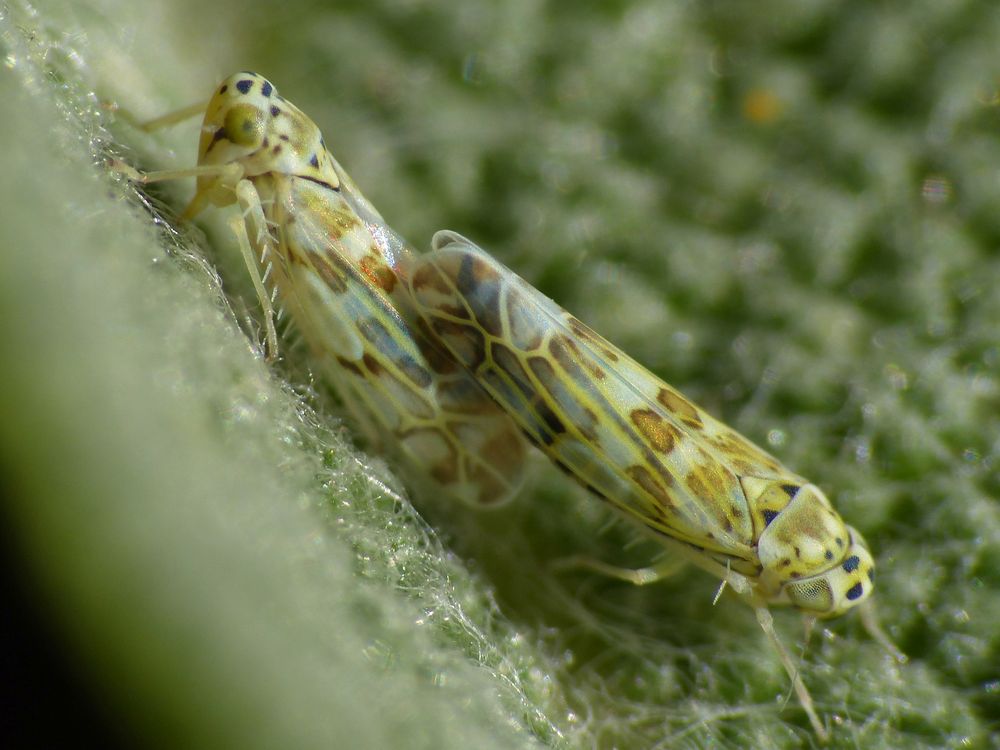 Zwei Kräuterblatt-Zikaden (Eupteryx melissae)