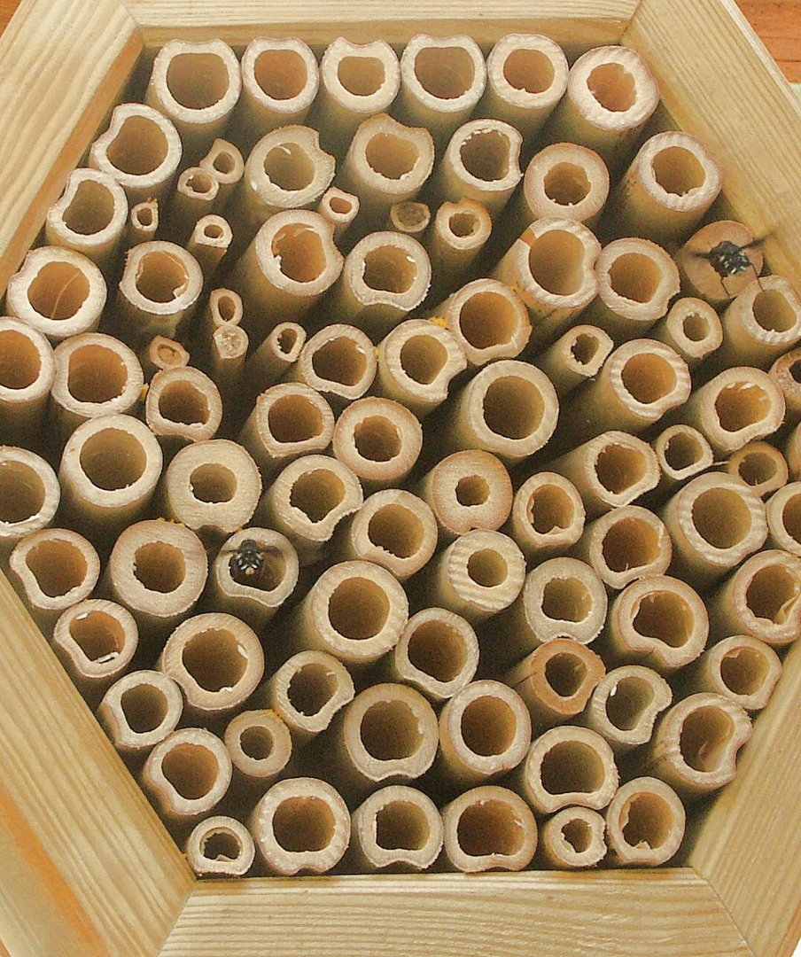 Zwei Kuckucksbienen vor Niströhrchen