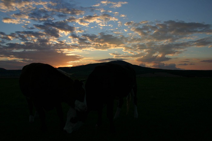 zwei Kühe am Abend bei Sonnenuntergang